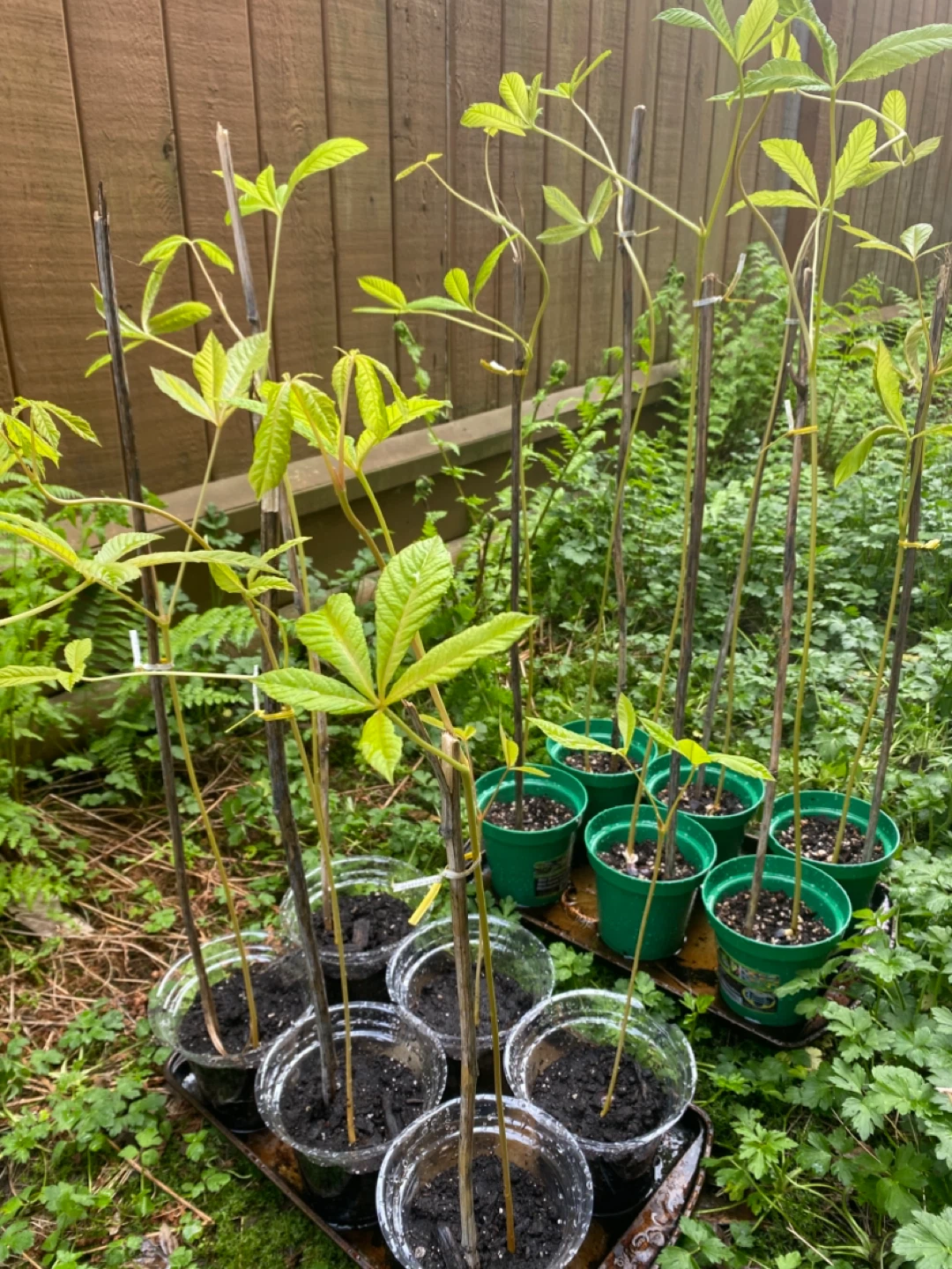 FREE   Potted horse chestnut Saplings - photo 2