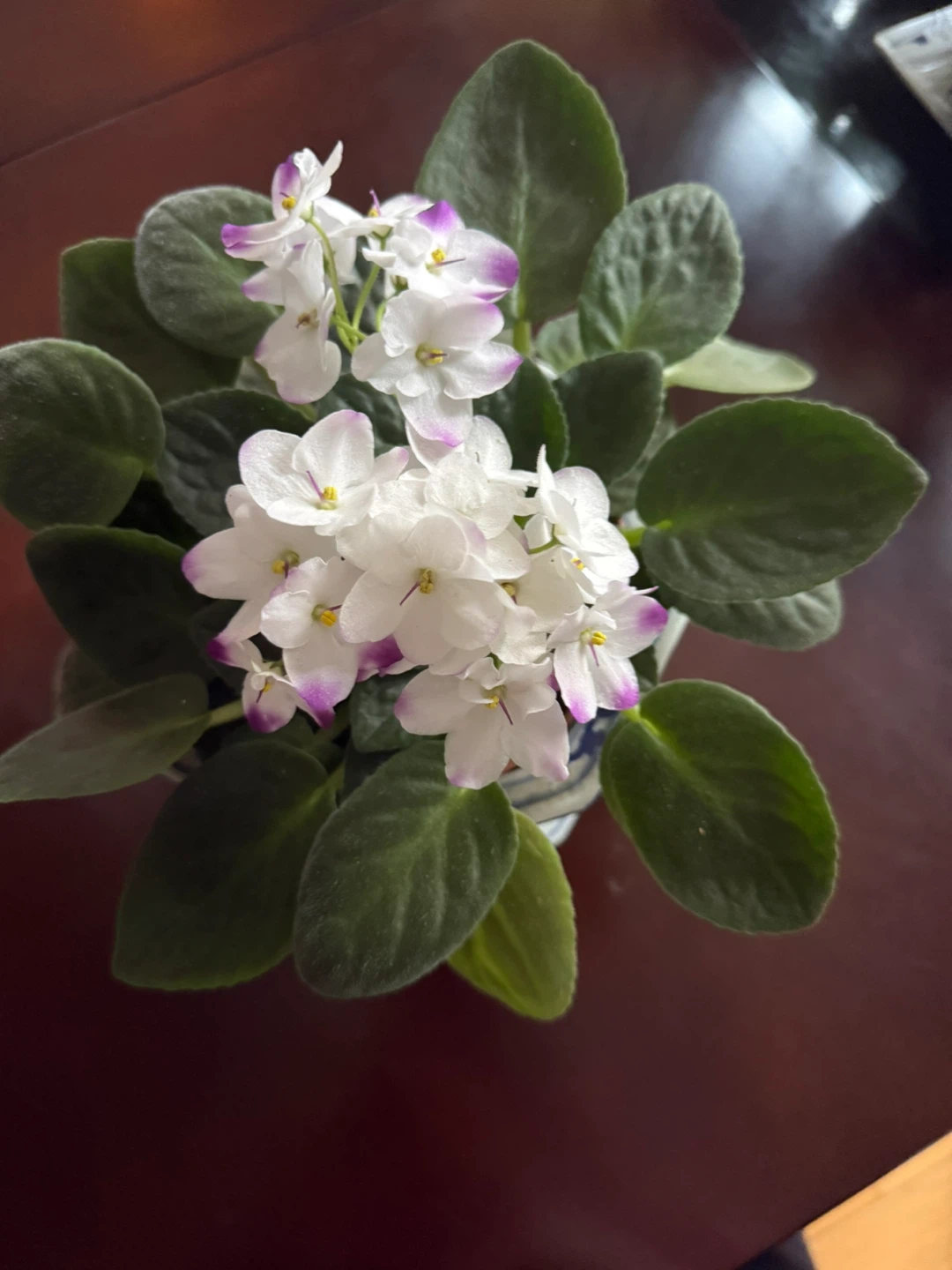 African Violet Plant - photo 2