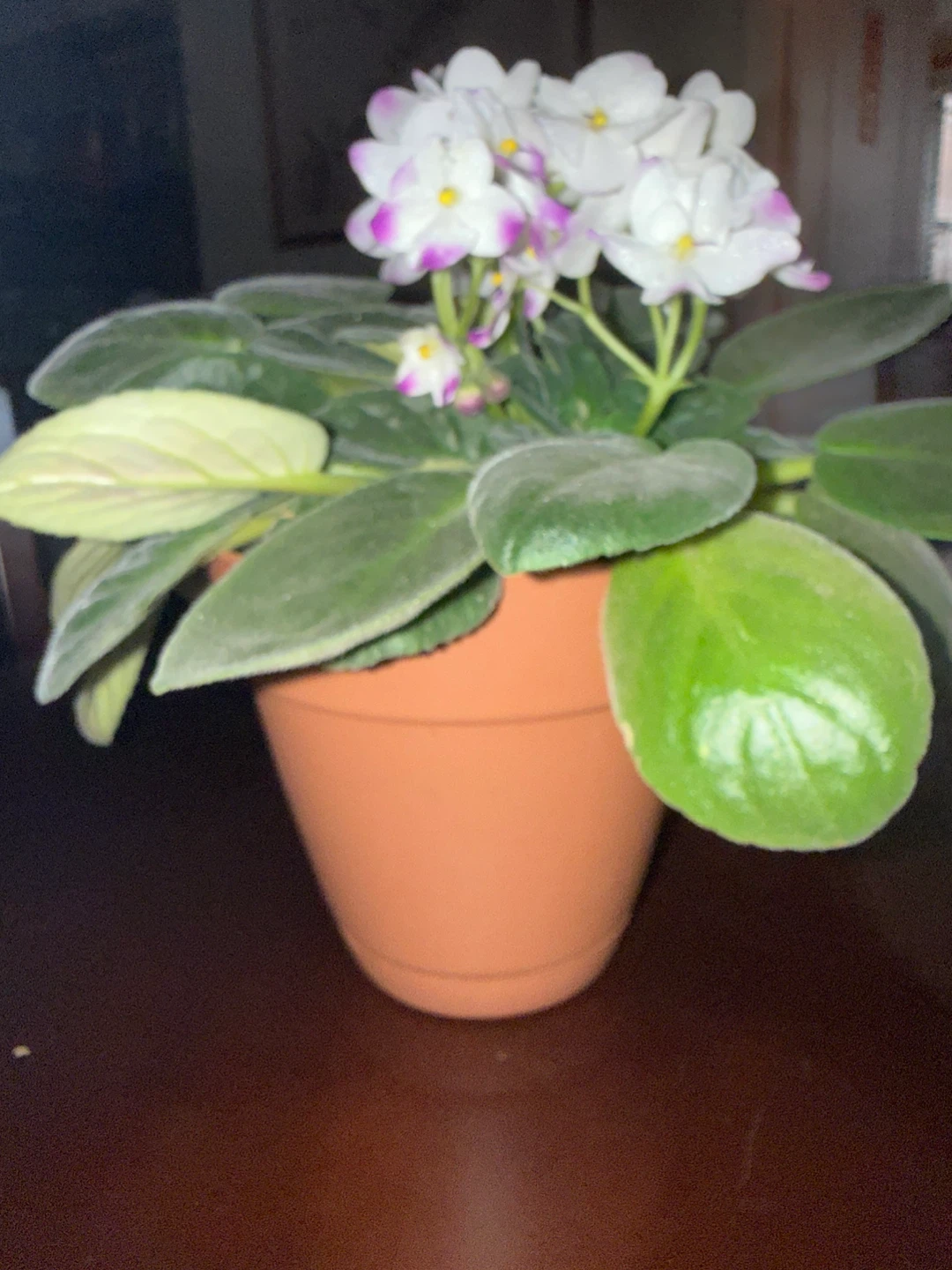 African Violet Plant - photo 4