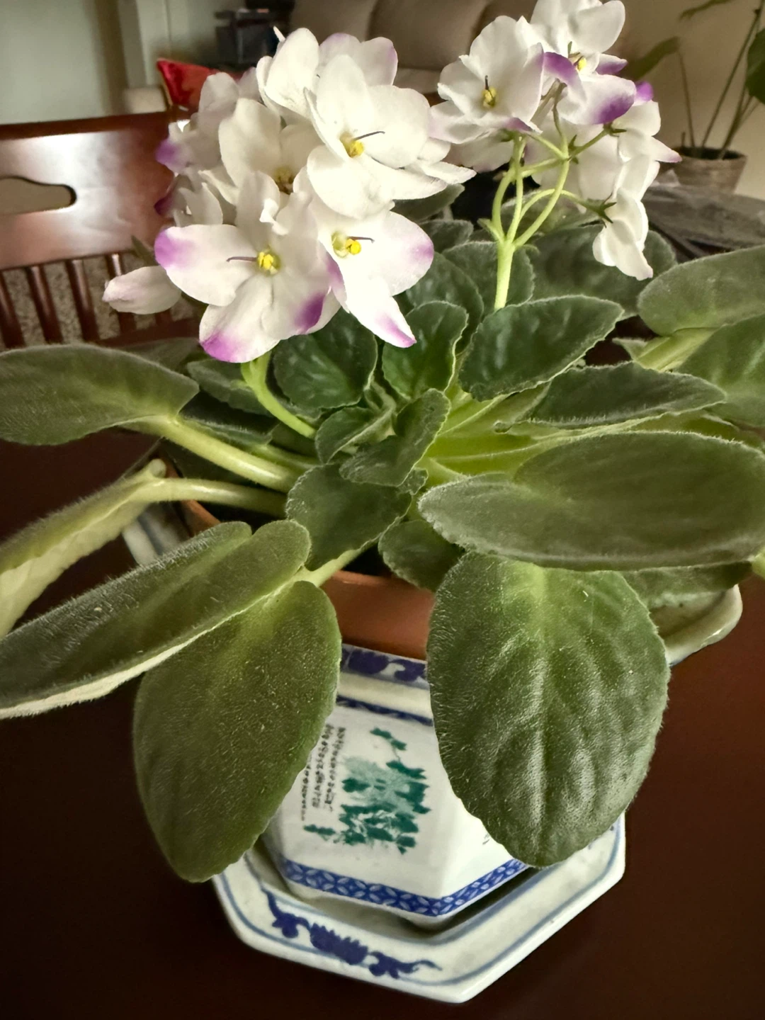 African Violet Plant