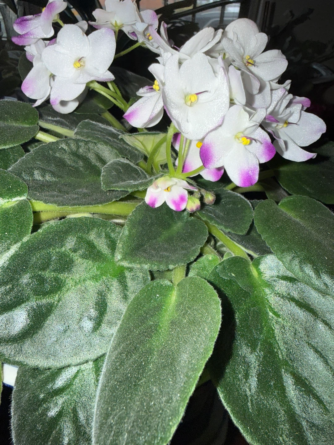 African Violet Plant - photo 3