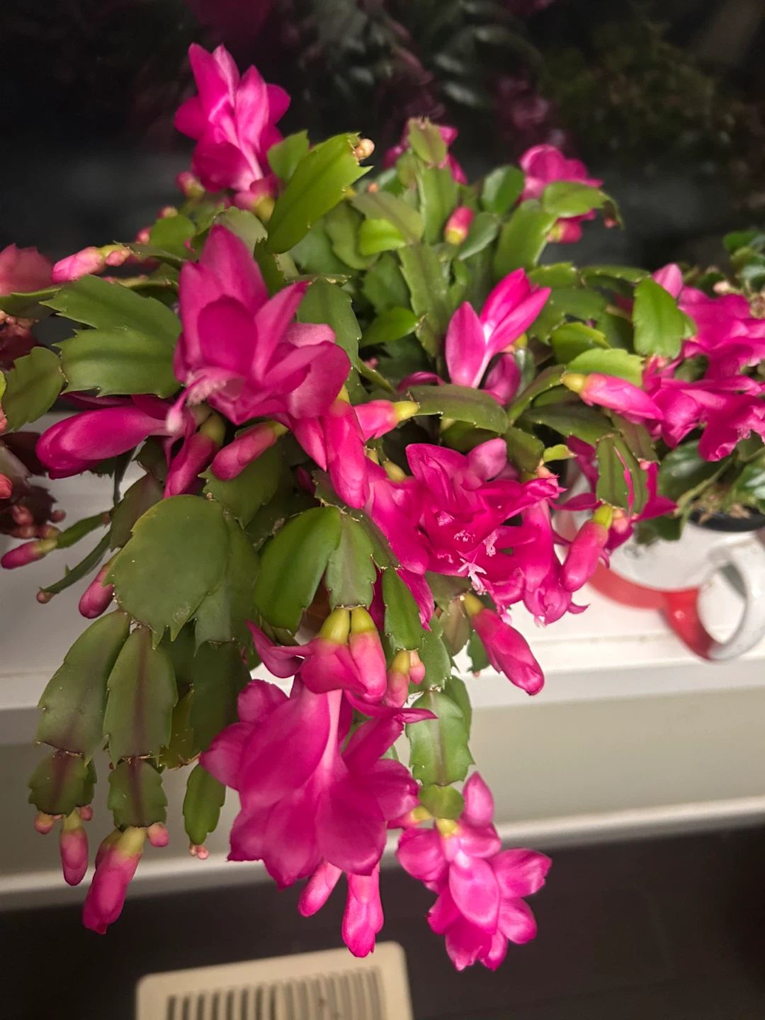 Christmas Cactus Plant( make an offer)