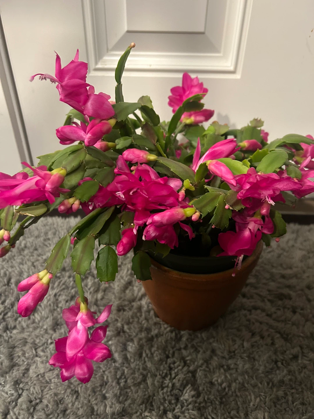 Christmas Cactus Plant( make an offer) - photo 2