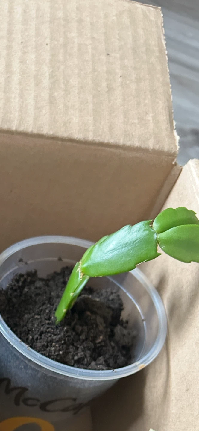 Christmas Cactus Plant( make an offer) - photo 3