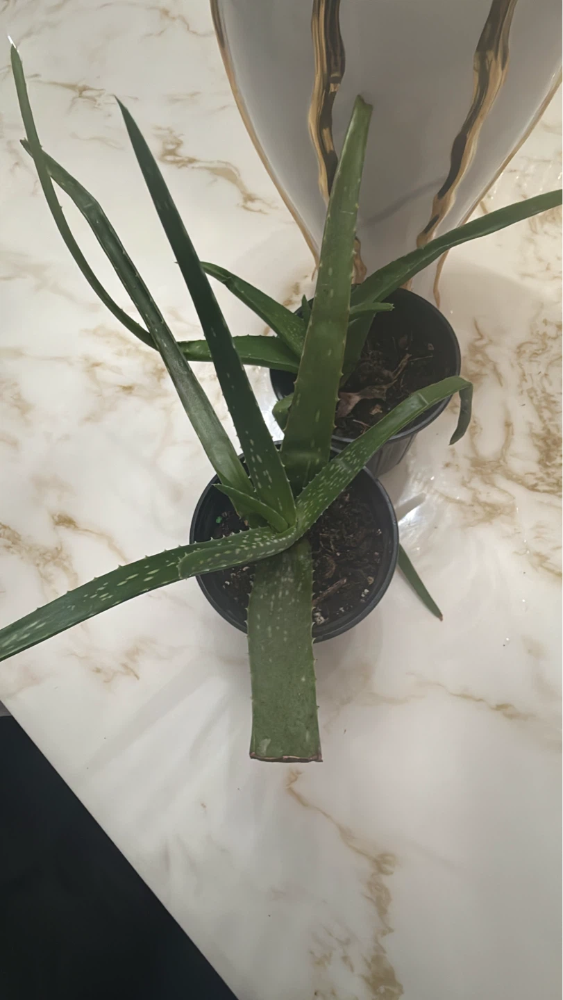 Potted Aloe Vera Plant - photo 4