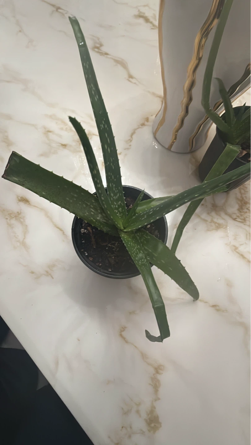 Potted Aloe Vera Plant - photo 2