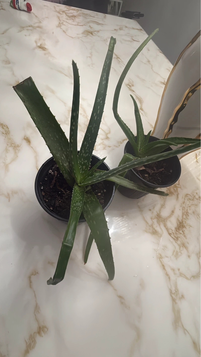 Potted Aloe Vera Plant - photo 3