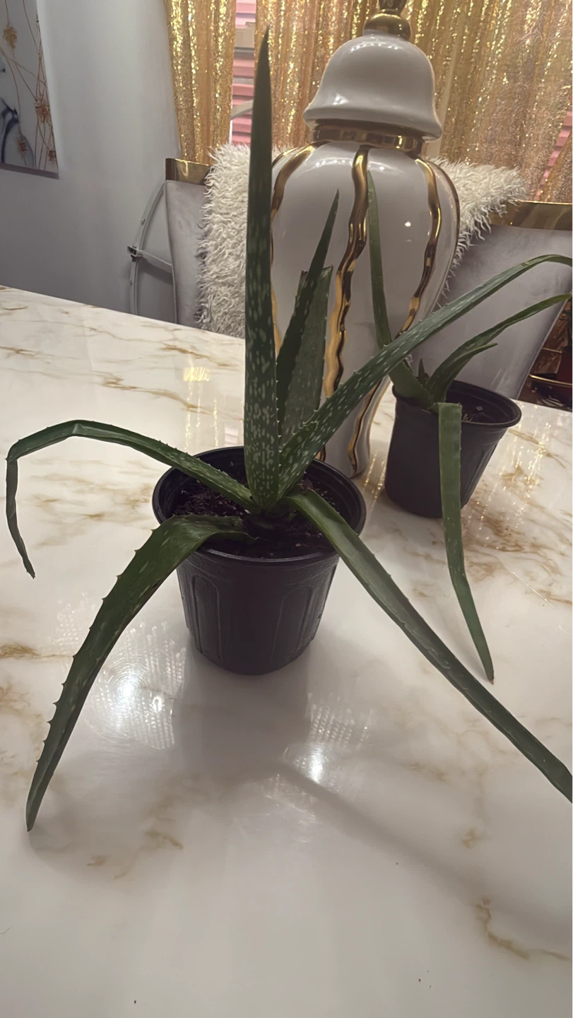 Potted Aloe Vera Plant