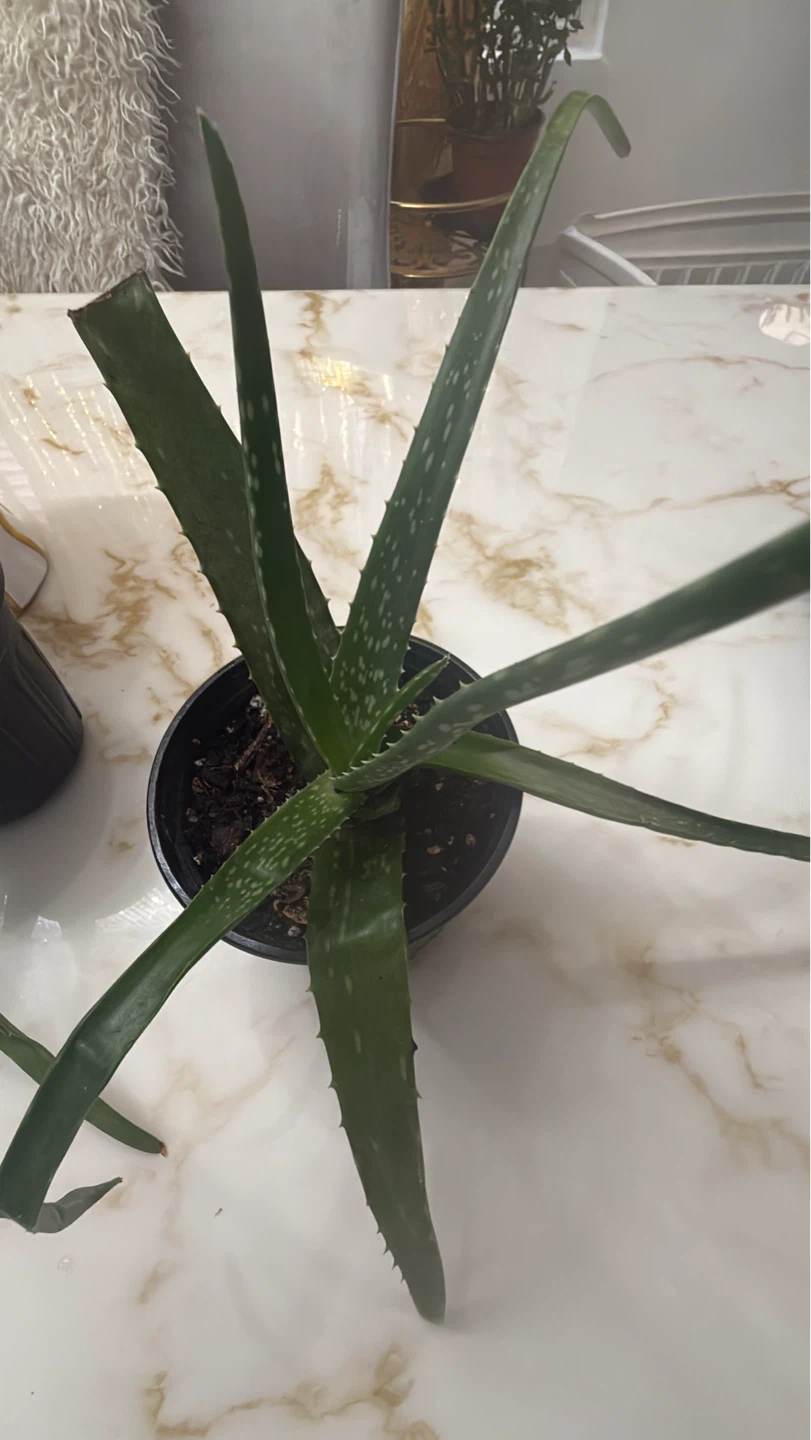 Potted Aloe Vera Plant - photo 5