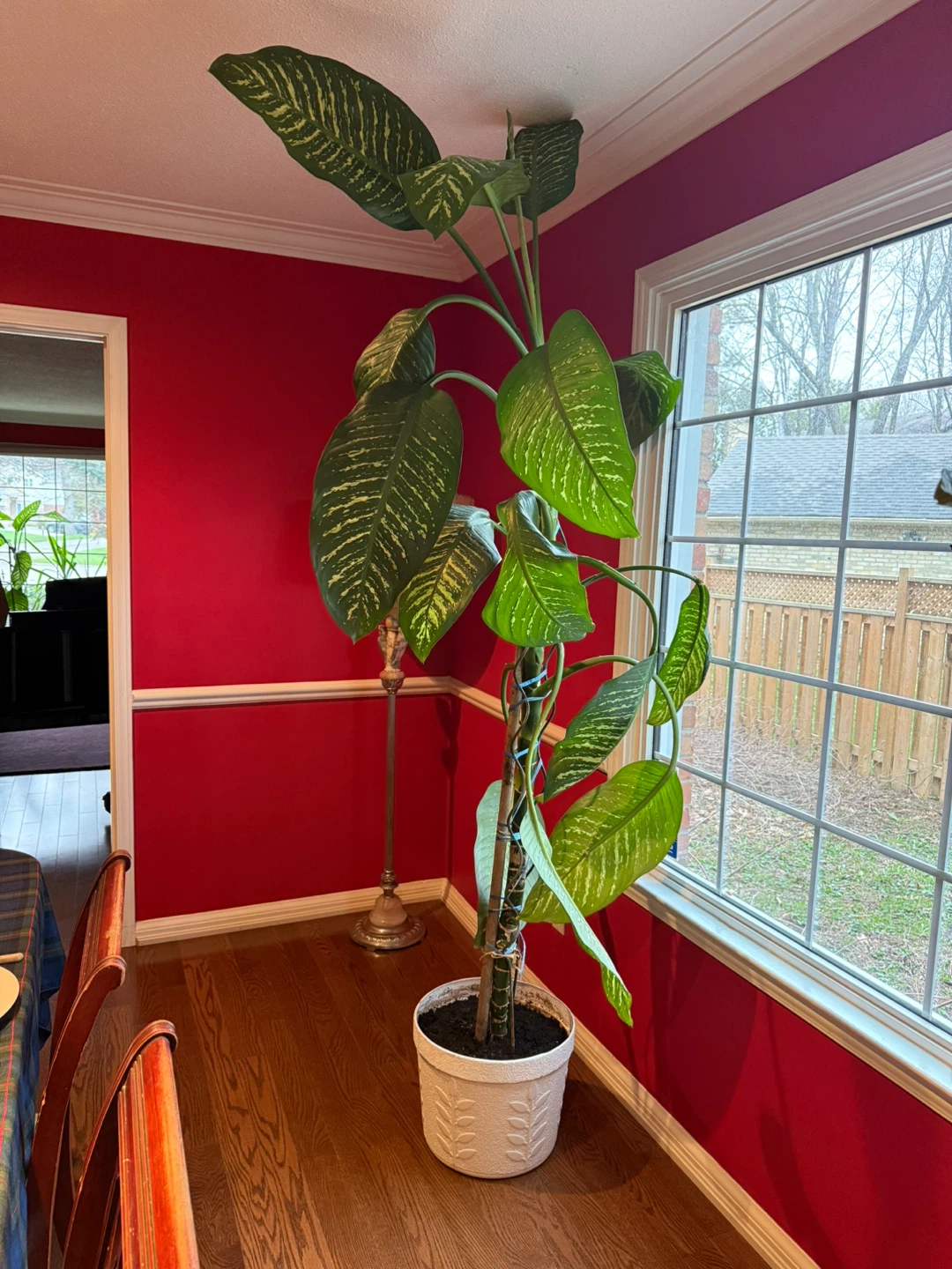 Large Beautiful Dieffenbachia Plant in White Pot
