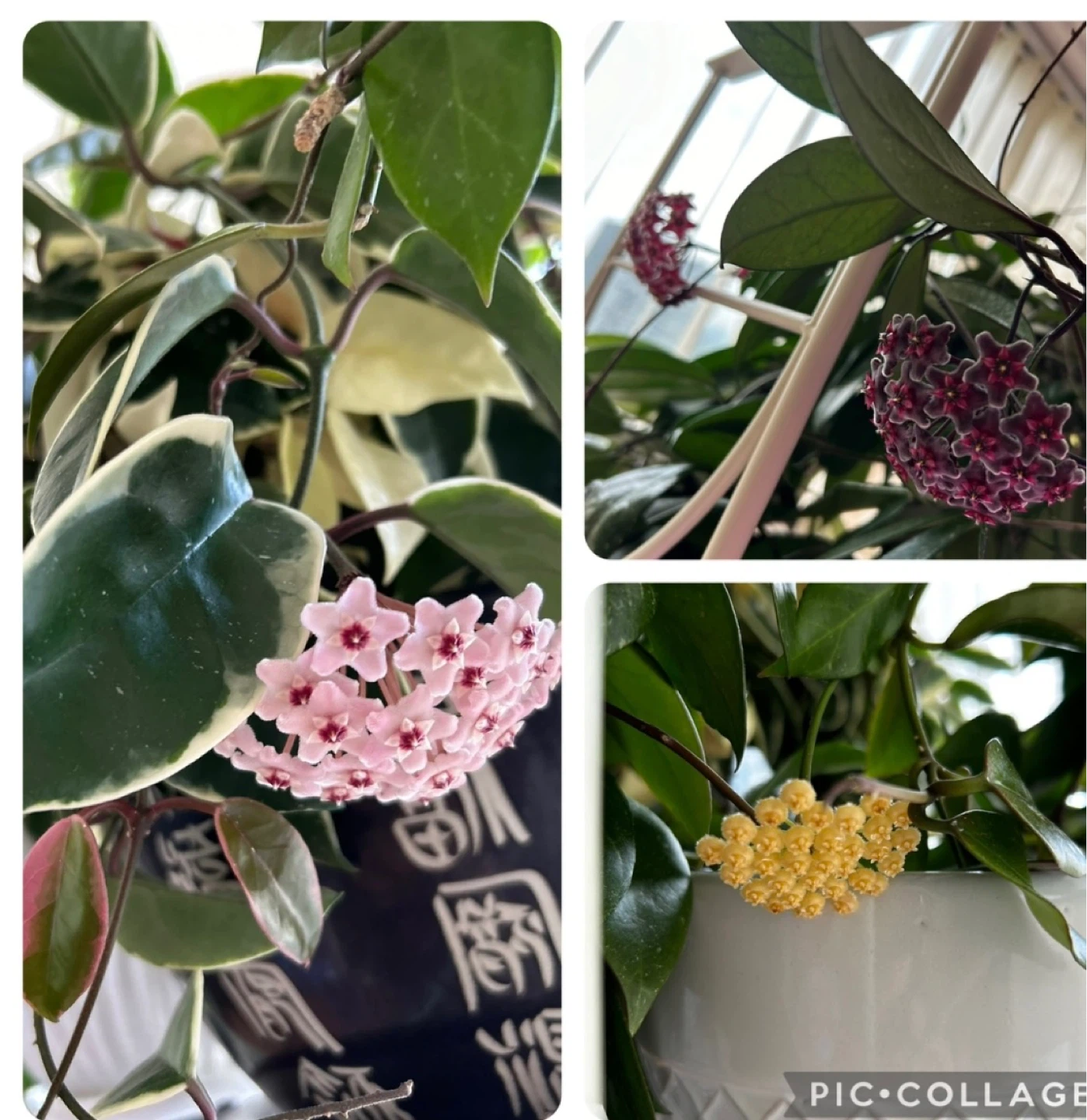 House plants and succulents - photo 2