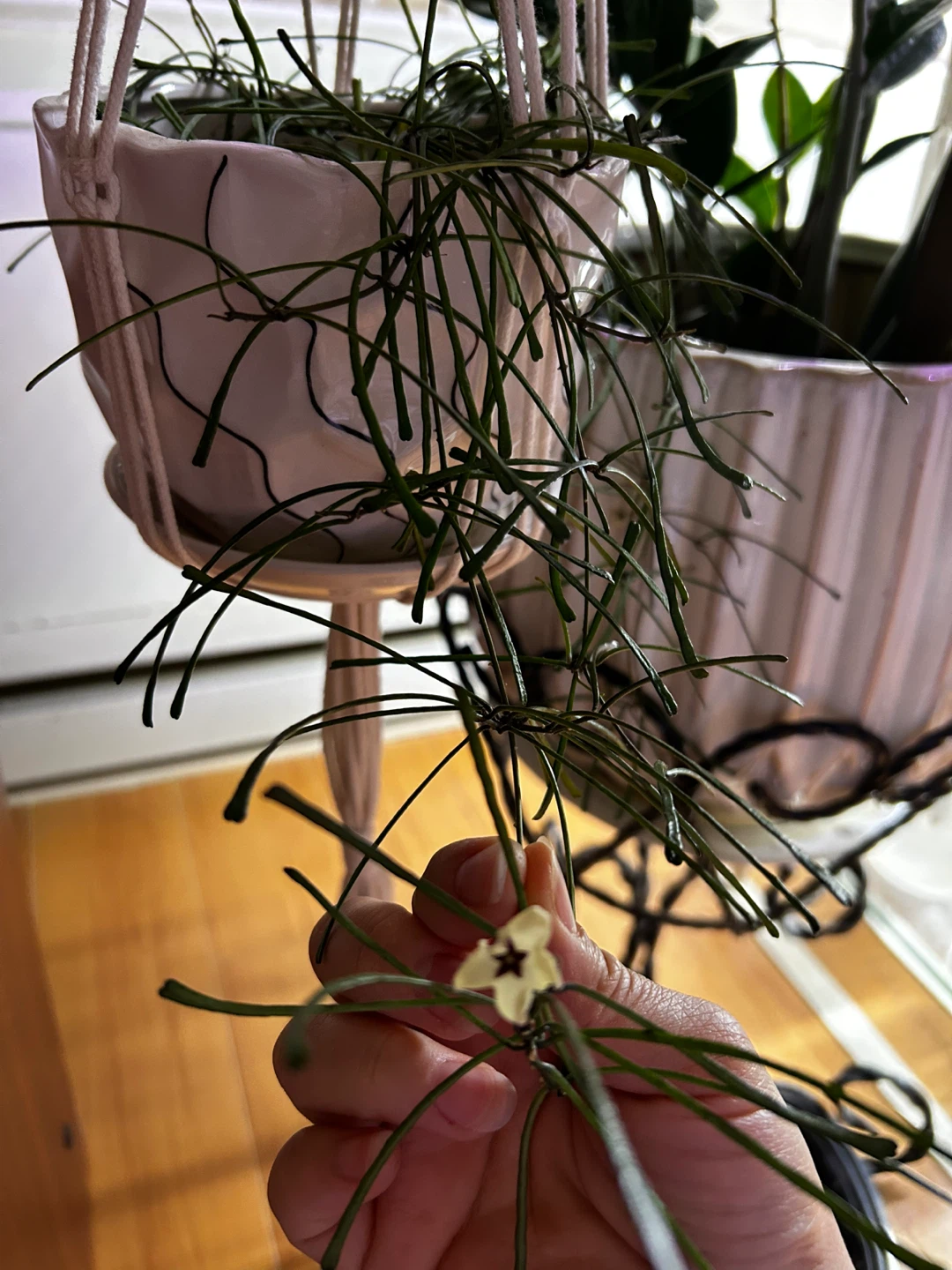 House plants and succulents - photo 3