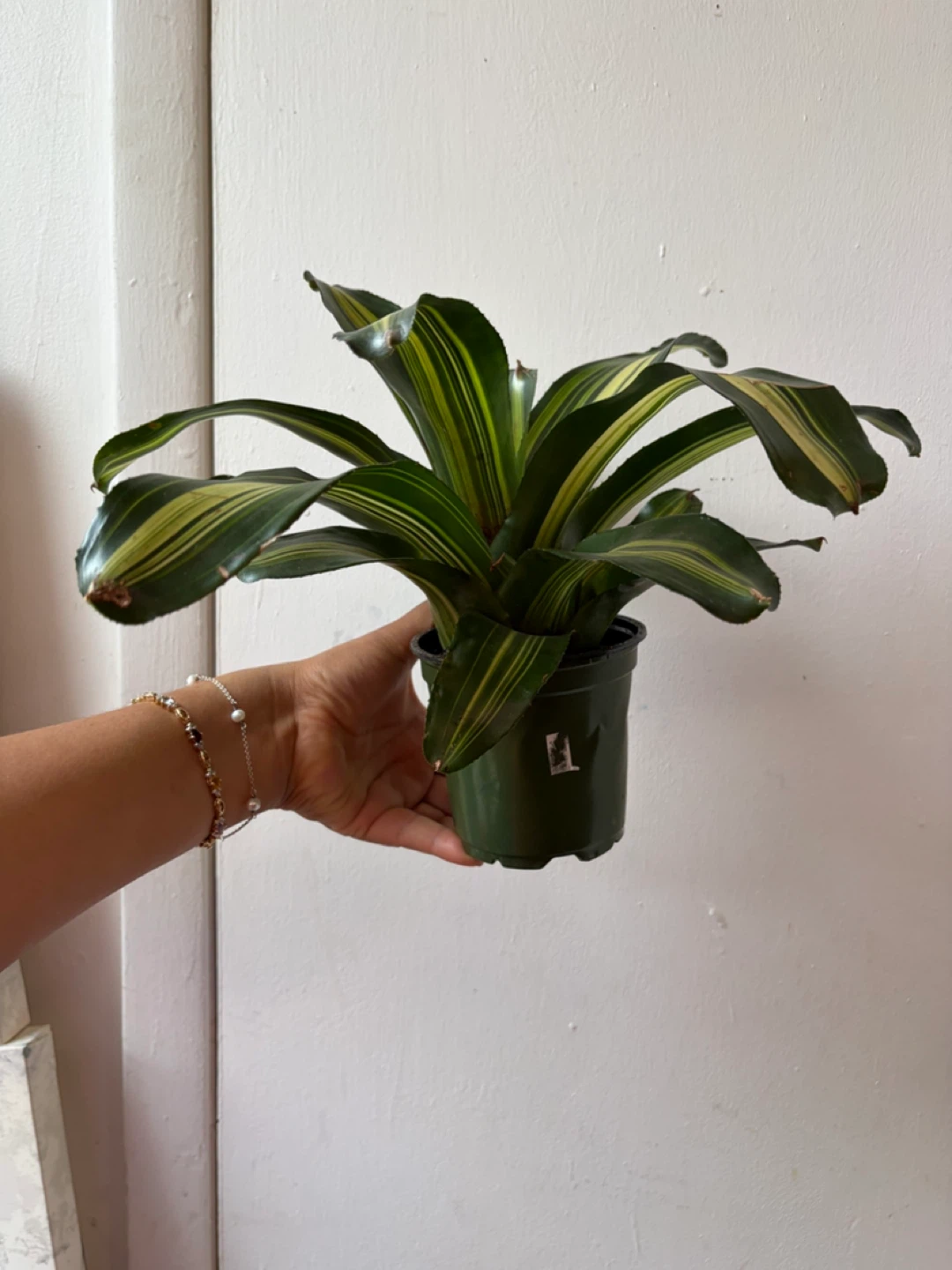 Bromeliad - photo 2