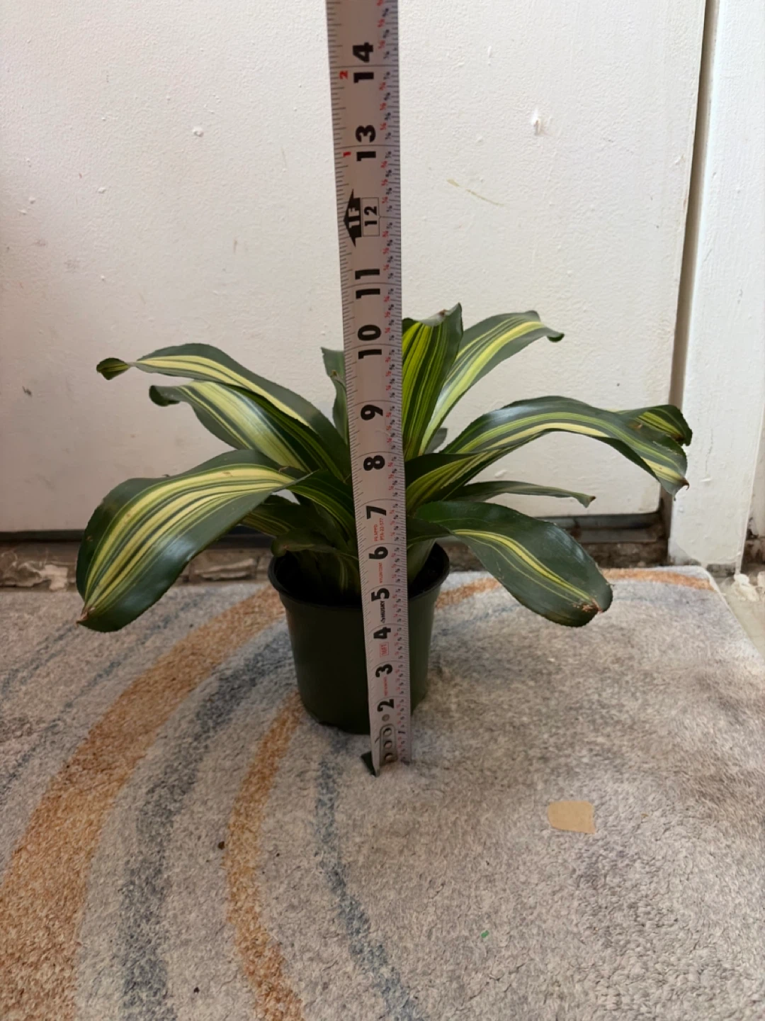 Bromeliad - photo 3