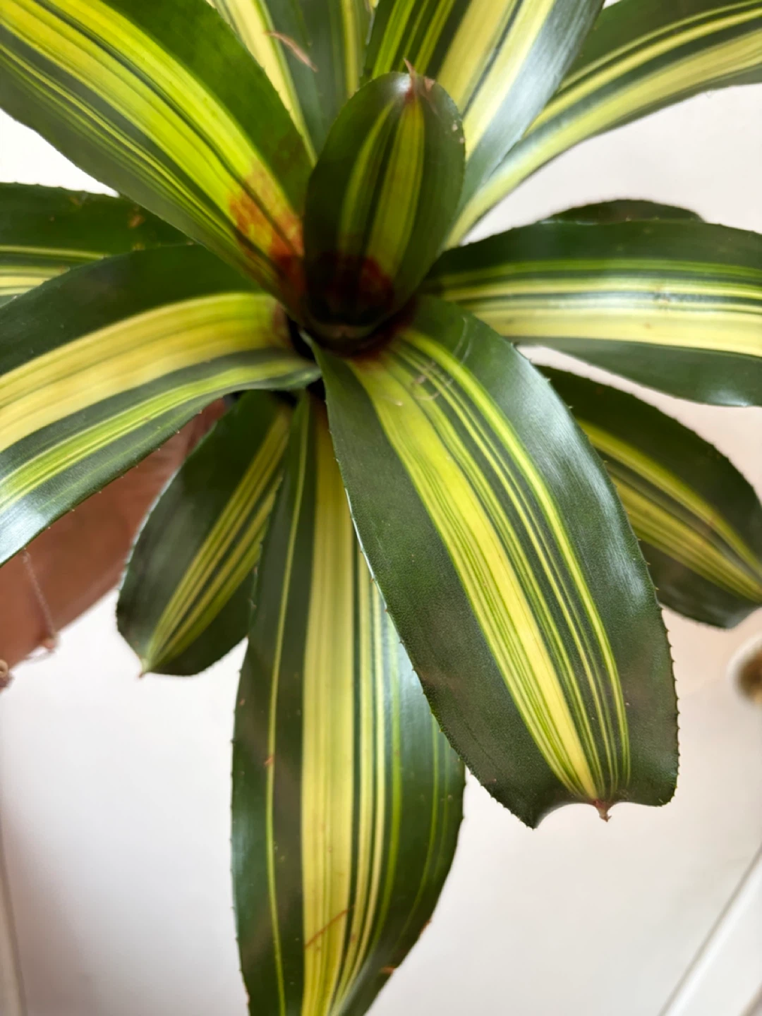Bromeliad - photo 4