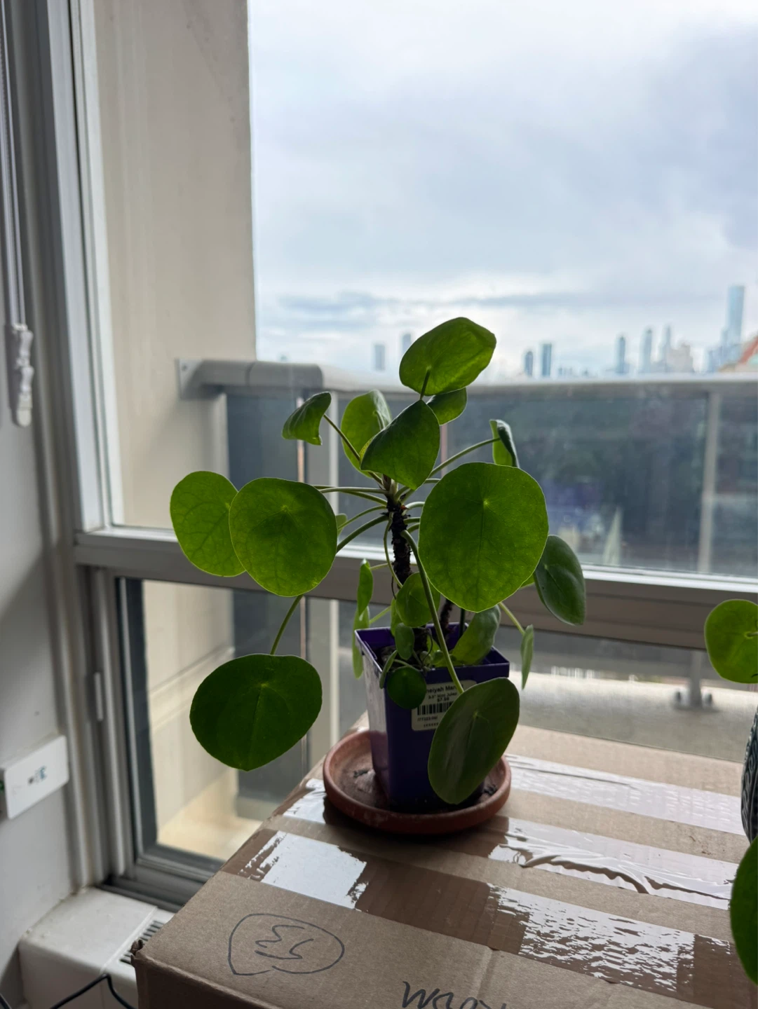 Chinese Money Plant