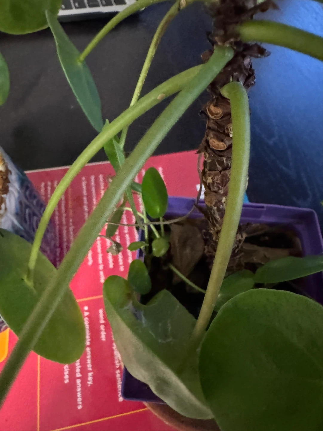 Chinese Money Plant - photo 2