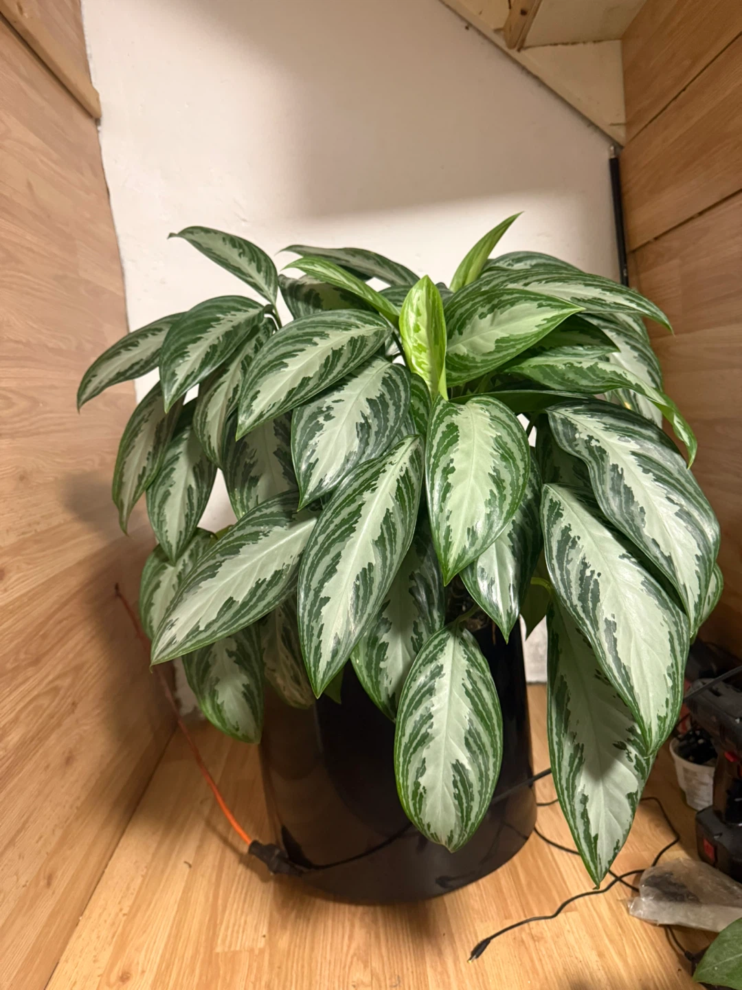 Aglaonema Plant in Black Pot