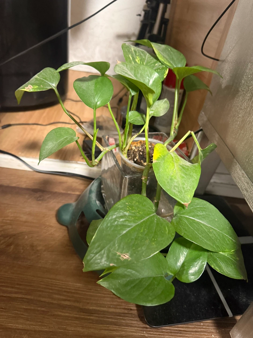 Pothos Plant