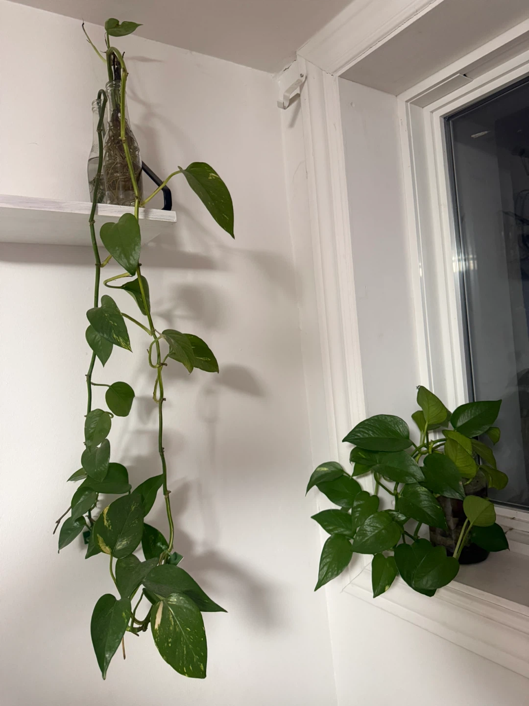 Pothos Plant Cuttings