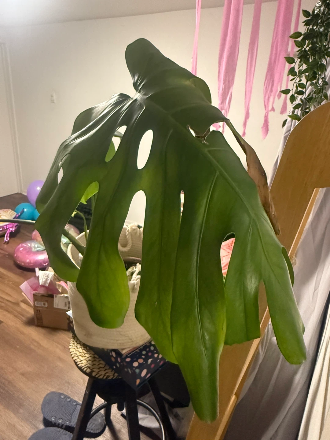 Monstera Plant