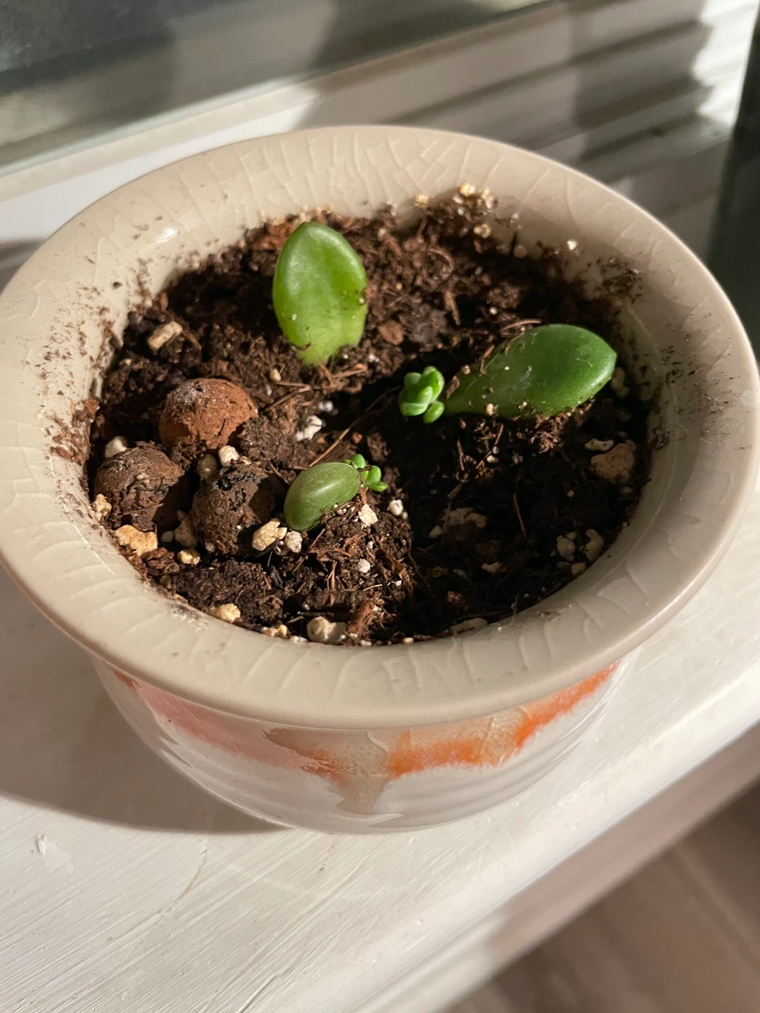 Plants - photo 3