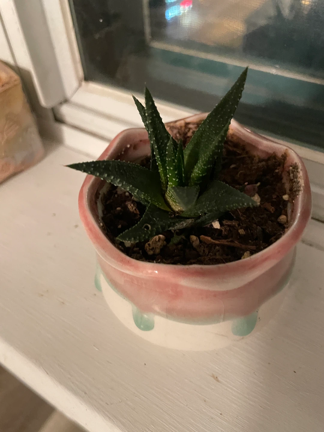 Plants - photo 4