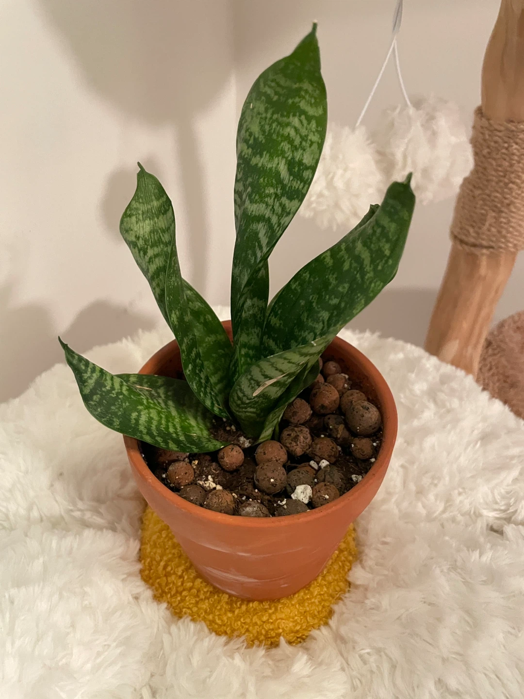 Plants