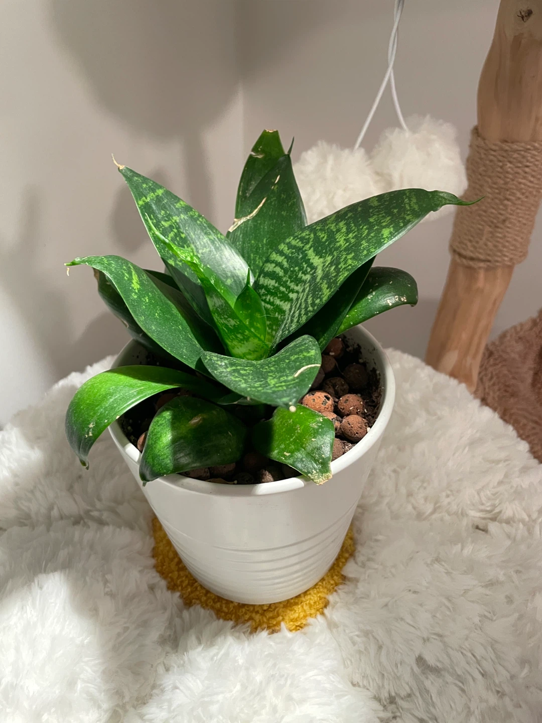 Plants - photo 2