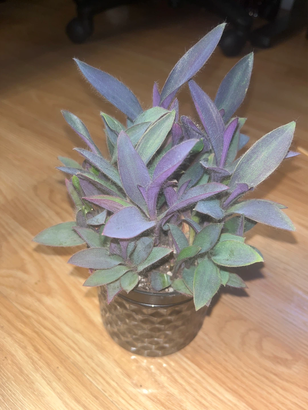 Tradescantia Padilla -Purple heart plant