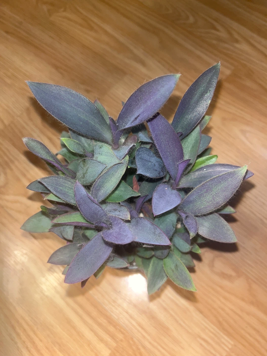 Tradescantia Padilla -Purple heart plant - photo 2