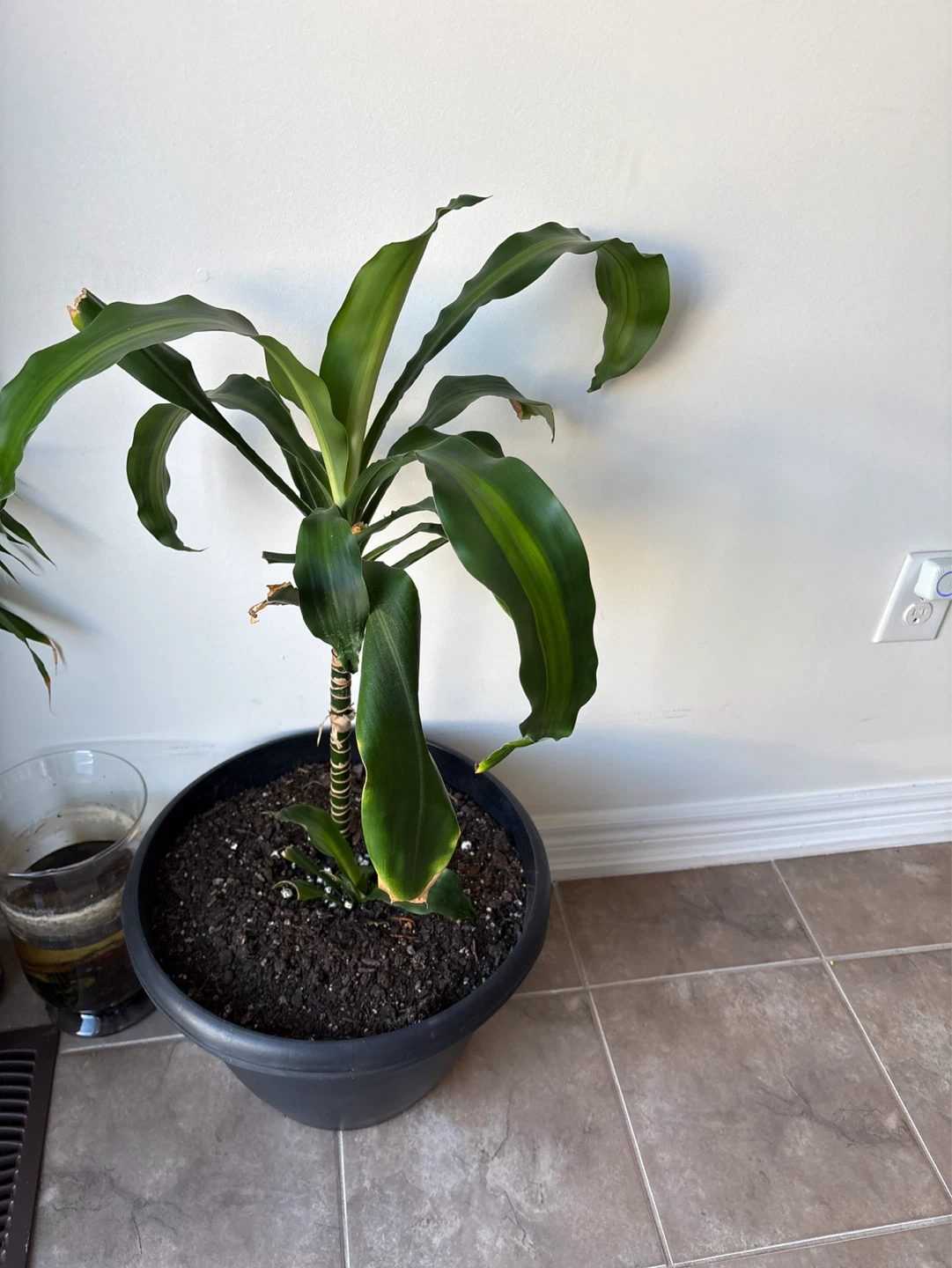 Dracaena Fragrans (Corn Plant) in Black Pot