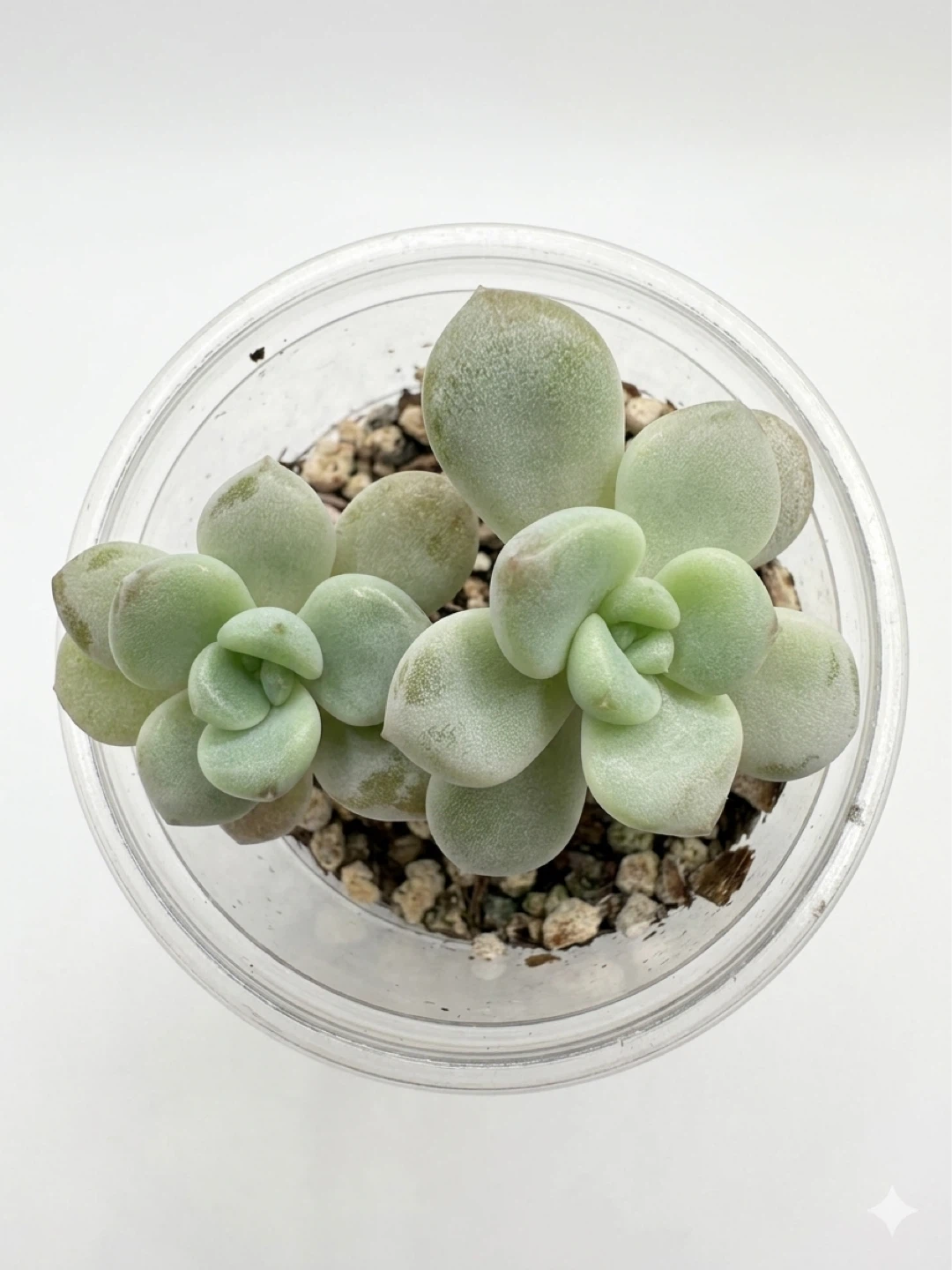 Rare Echeveria Succulent Plant