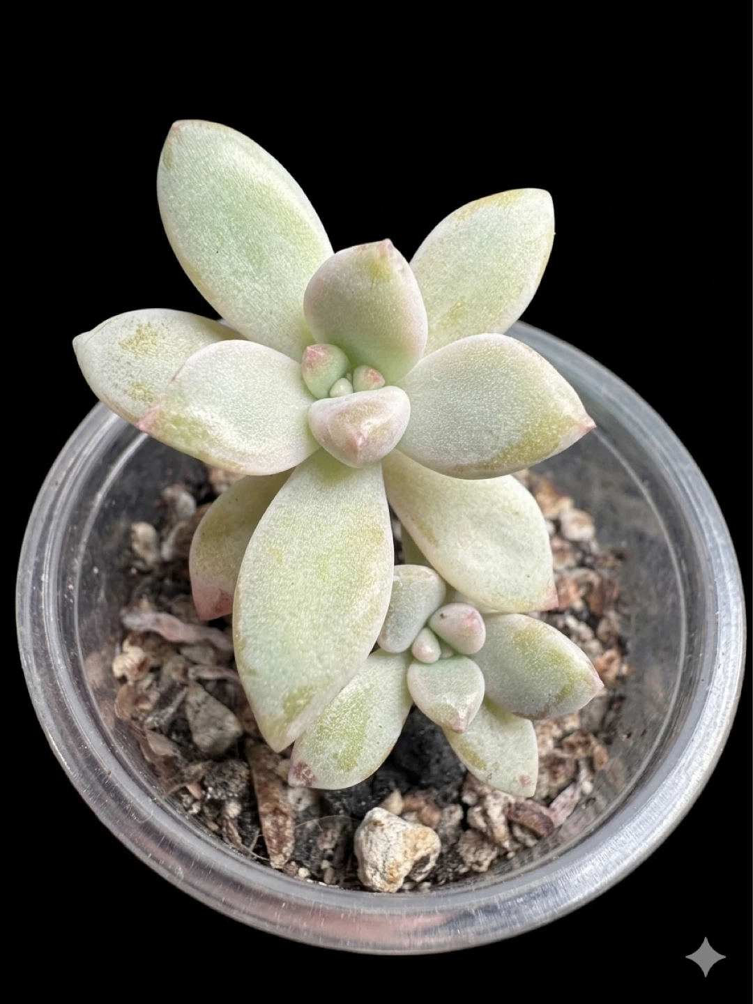 Rare Echeveria Succulent Plant - photo 3