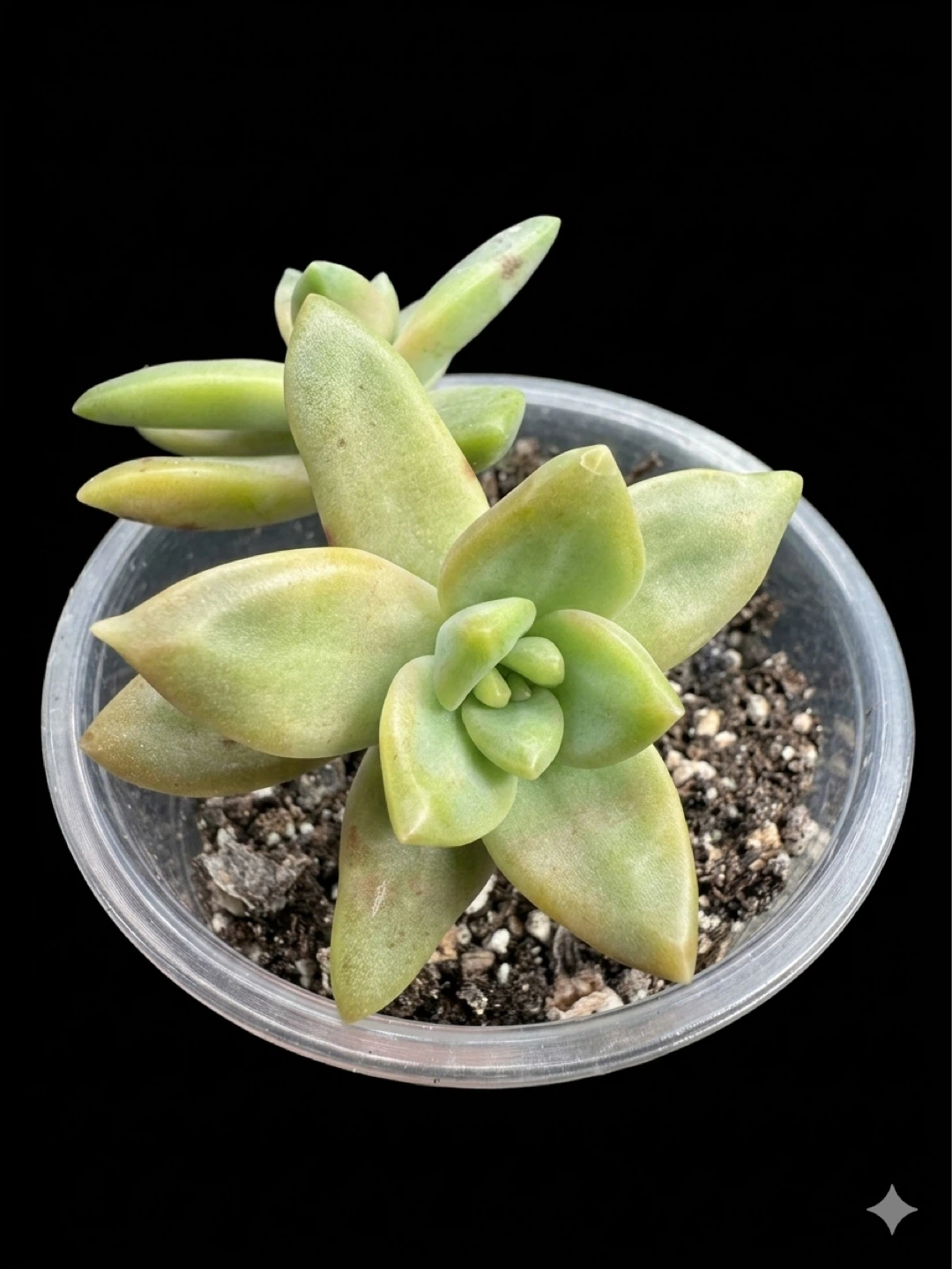 Rare Echeveria Succulent Plant - photo 2