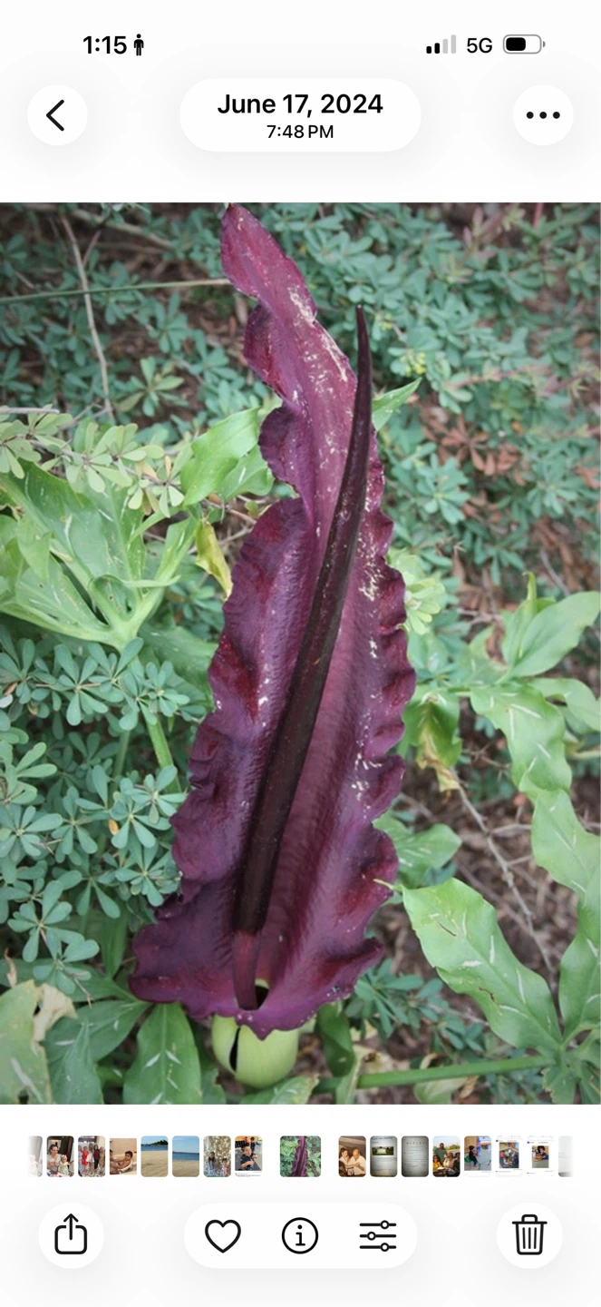 Large Purple Cobra Lily Flower or Dracula plant