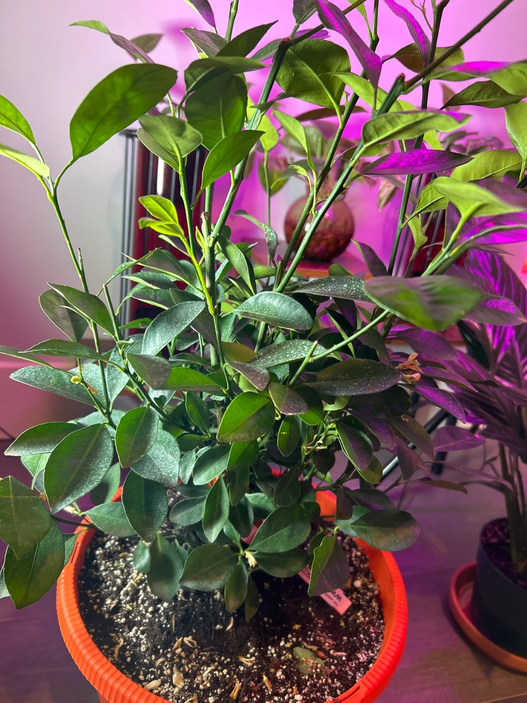 Healthy Potted Calamondin/Calamansi (Fruiting)