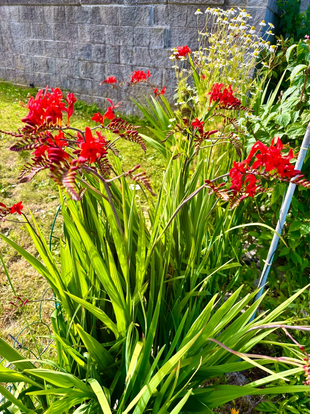 Last chance-Beautiful Red Crocosmia Lucifer (Montbretia)