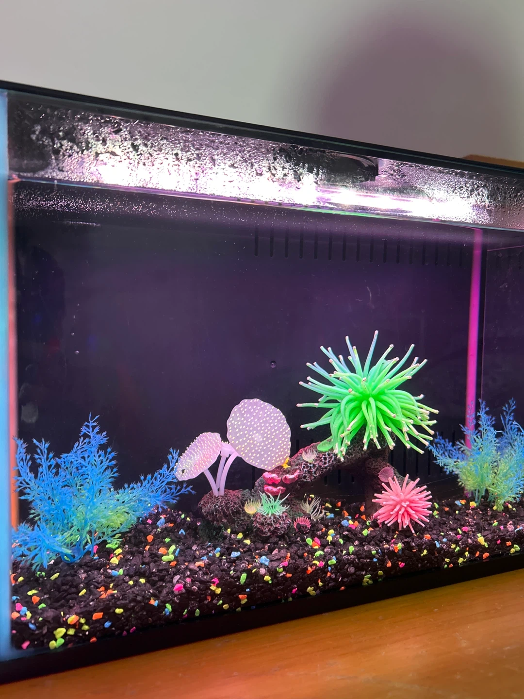 Complete starter aquarium with freebies - photo 2
