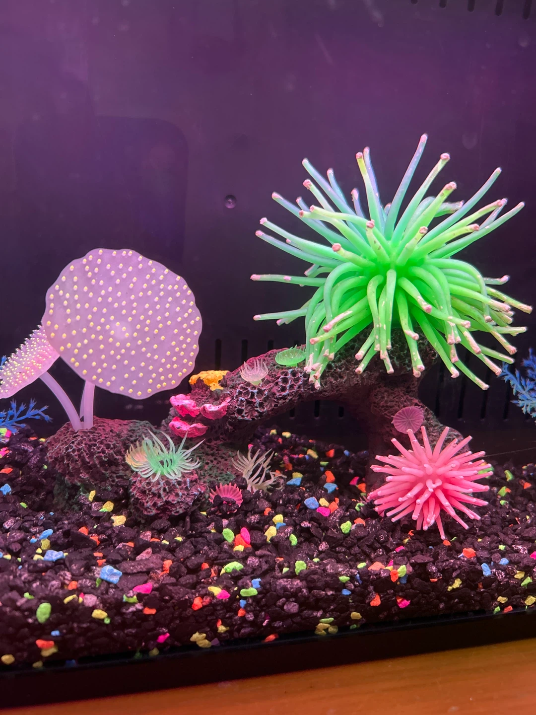 Complete starter aquarium with freebies - photo 3