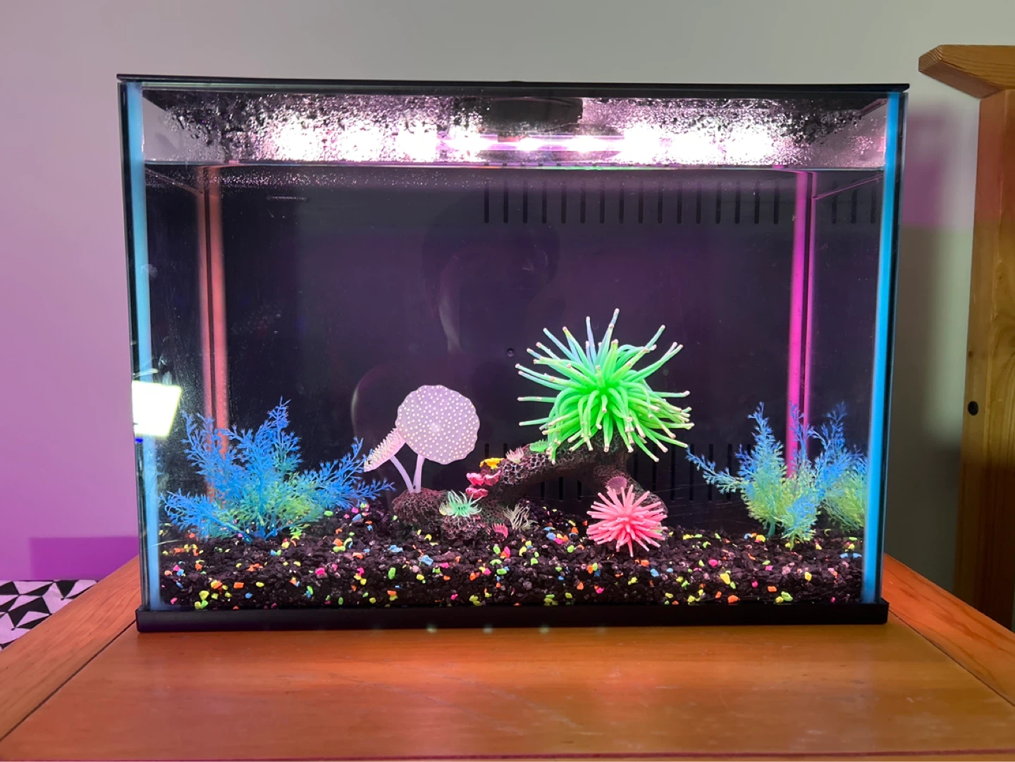 Complete starter aquarium with freebies