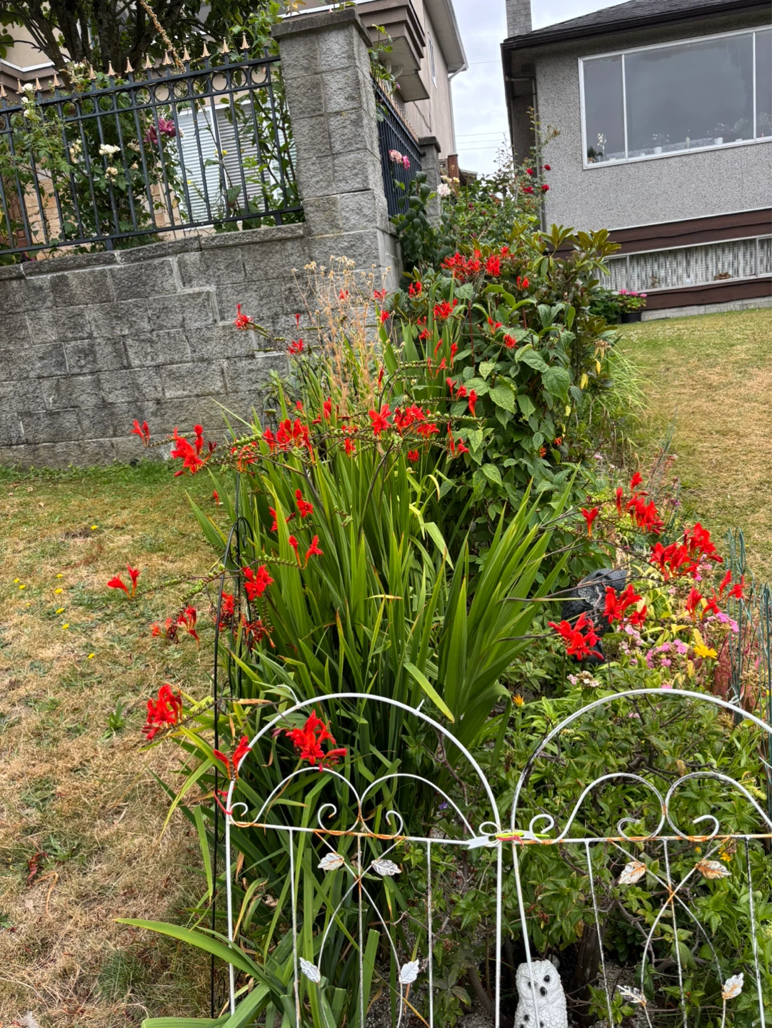 Last chance-Beautiful Red Crocosmia Lucifer (Montbretia) - photo 2