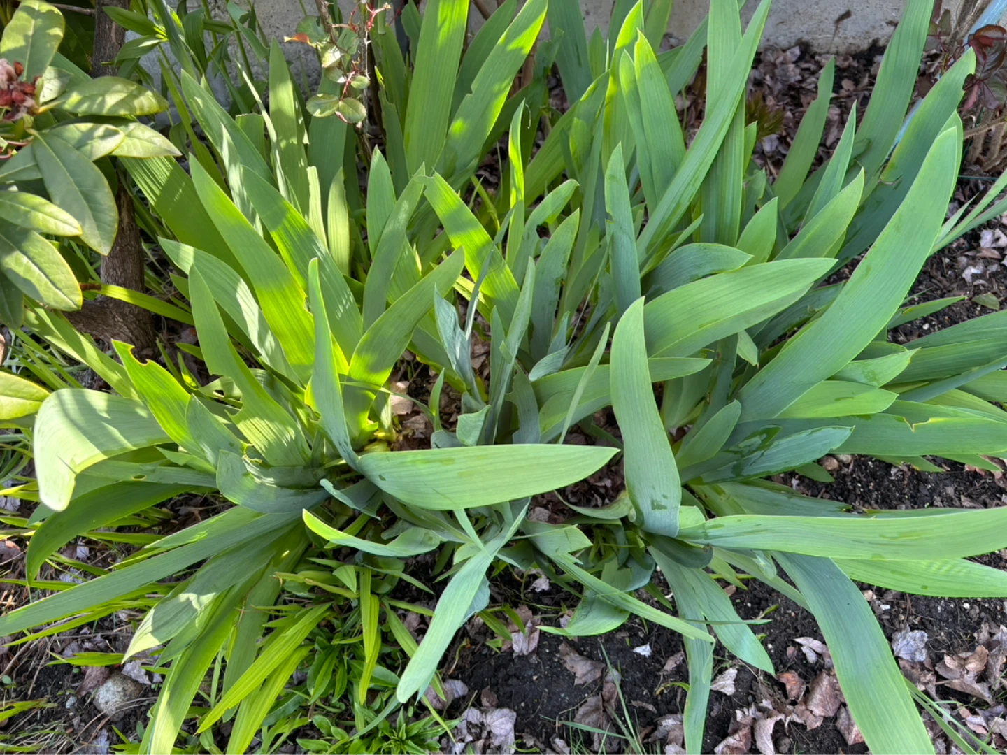 Sale! Purple Iris Bulbs/Tubers some w Flower! - photo 2