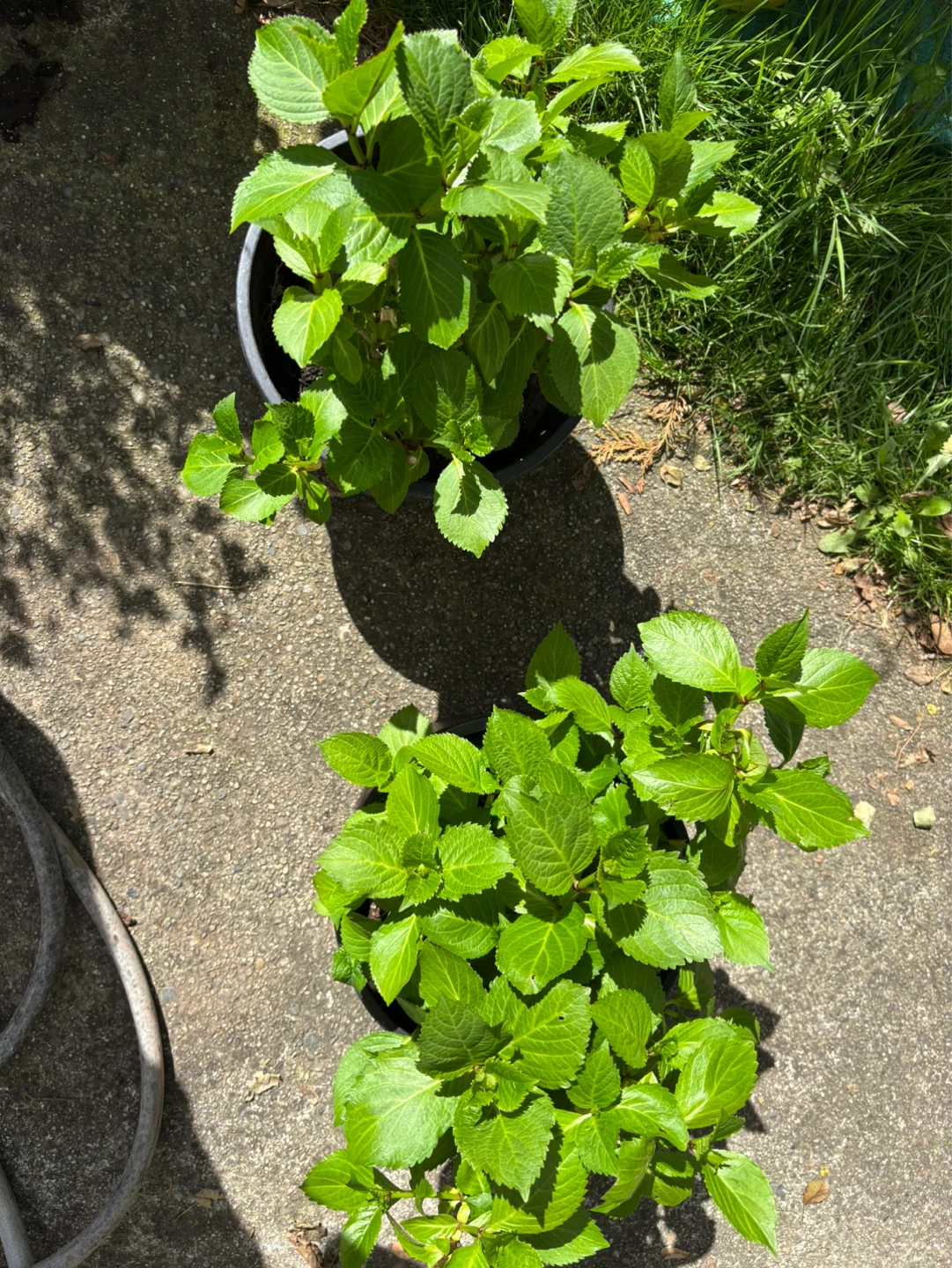 Rooted Hydrangea Plants: Pink, Blue & Purple - photo 2