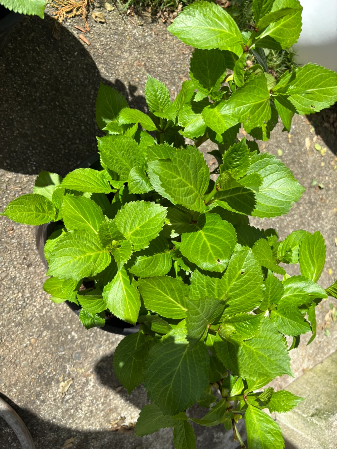Rooted Hydrangea Plants: Pink, Blue & Purple - photo 3