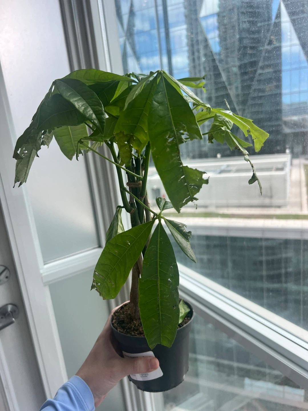 Money Tree Plant