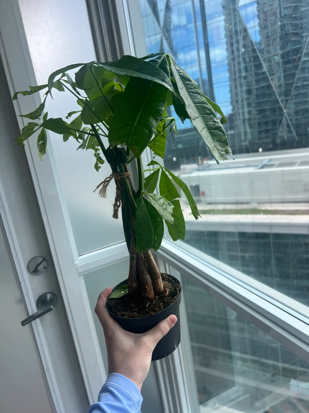 Money Tree Plant - photo 2
