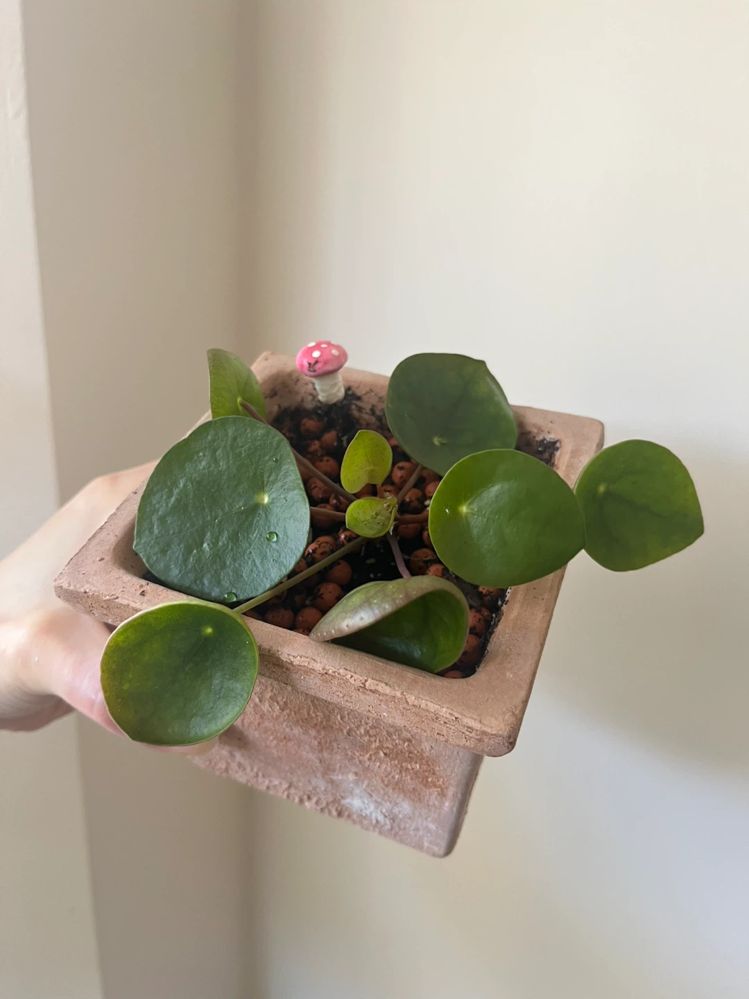 Healthy Pilea Peperomioides Plant in 4” Pot
