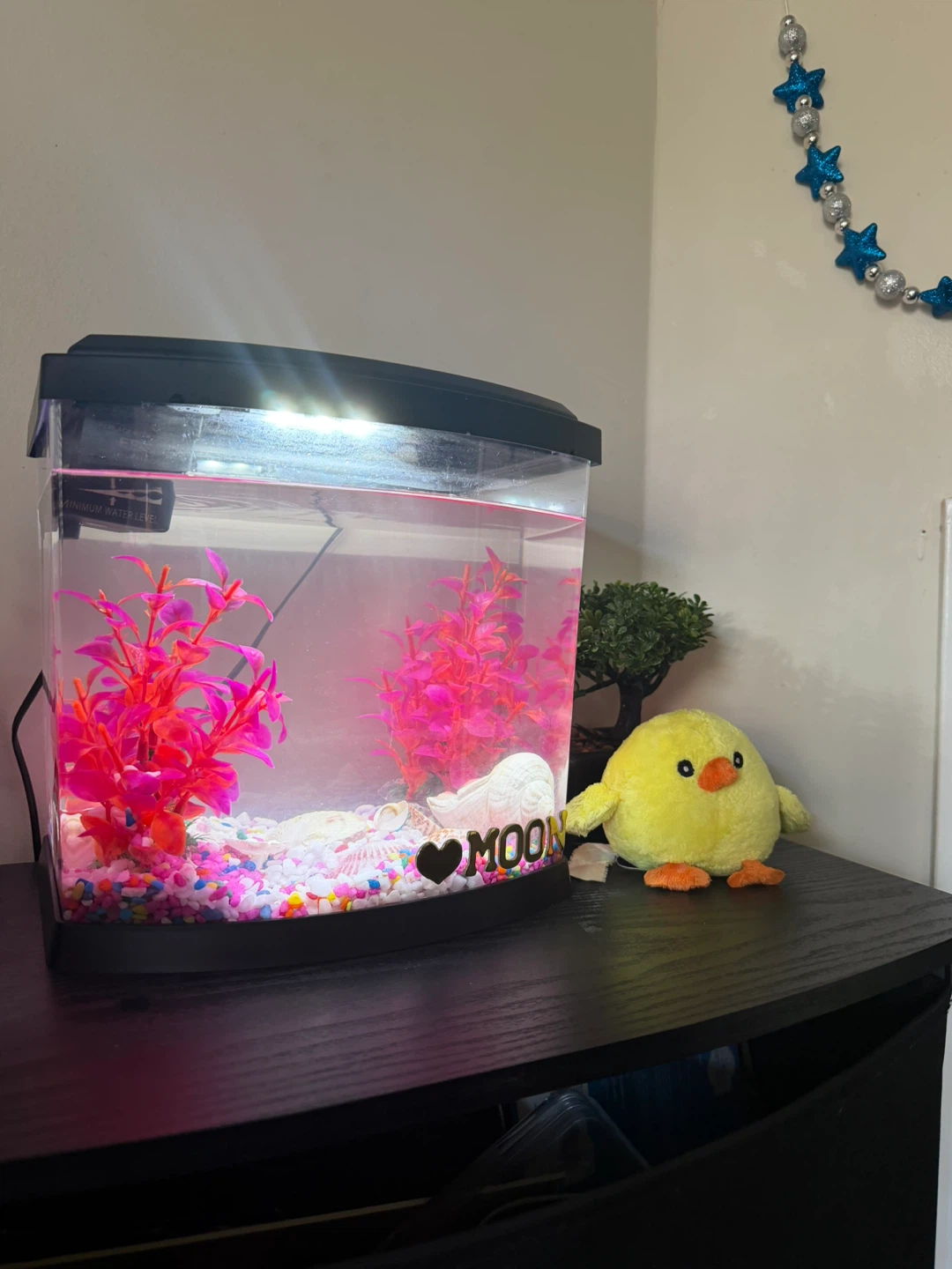 TOP FIN Bowfront Dual Betta Aquarium 2.5 Gallons - photo 2