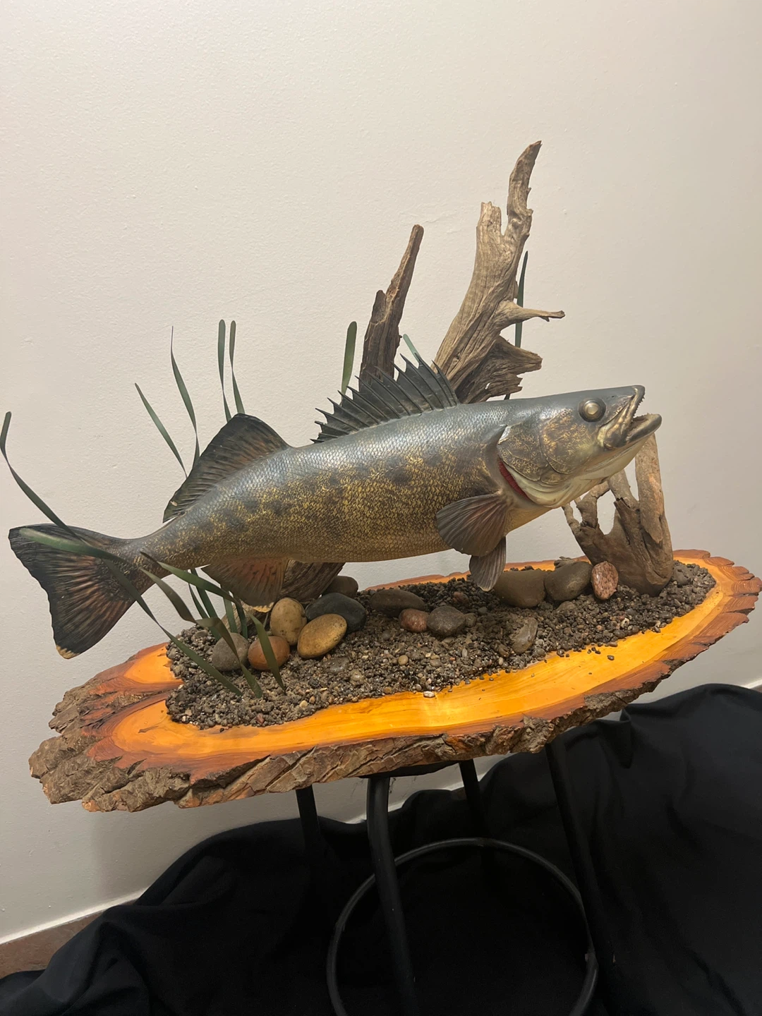 “Advanced Taxidermy “ Habitat Walleye Fish Mount on Wood Slice